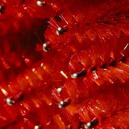 Holiday Renew & Glow Package